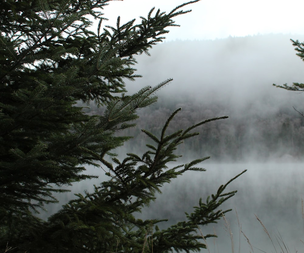 a group of trees in a foggy forest