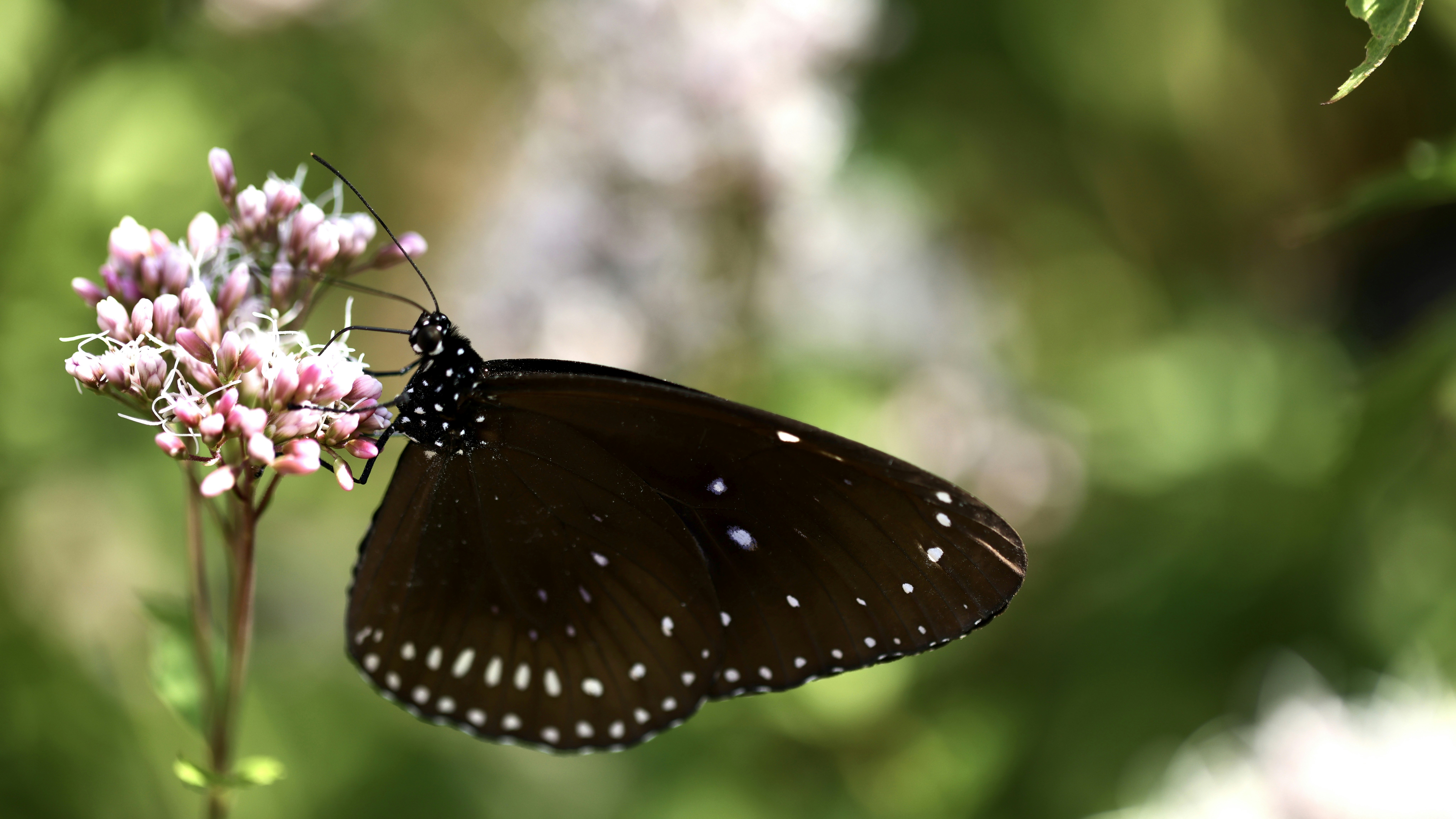 Photo by dickenslin76