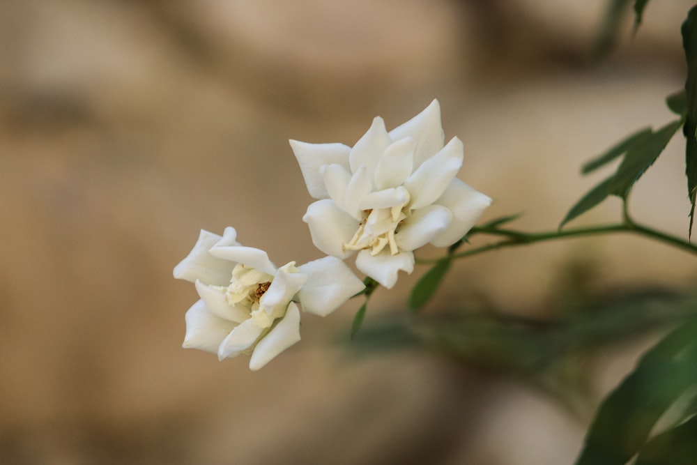 a close-up of some flowers