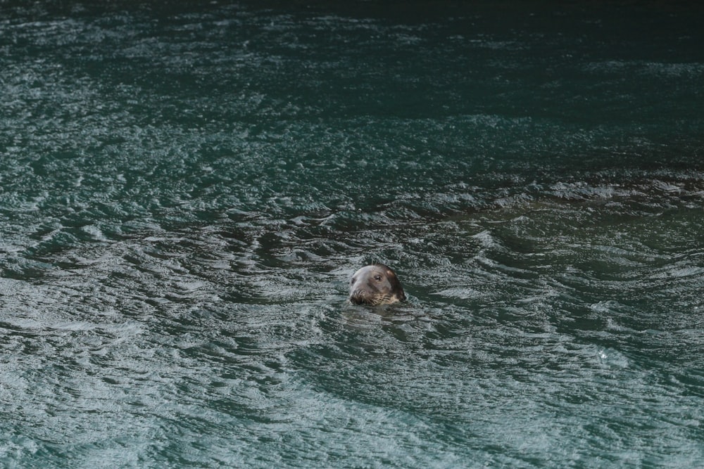 a dog swimming in water