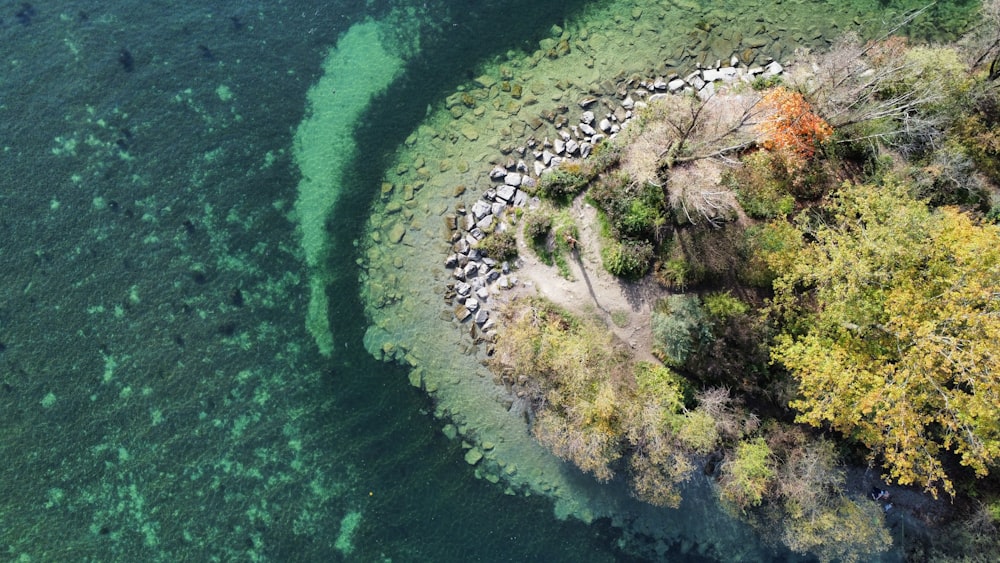 a rocky beach with trees and plants