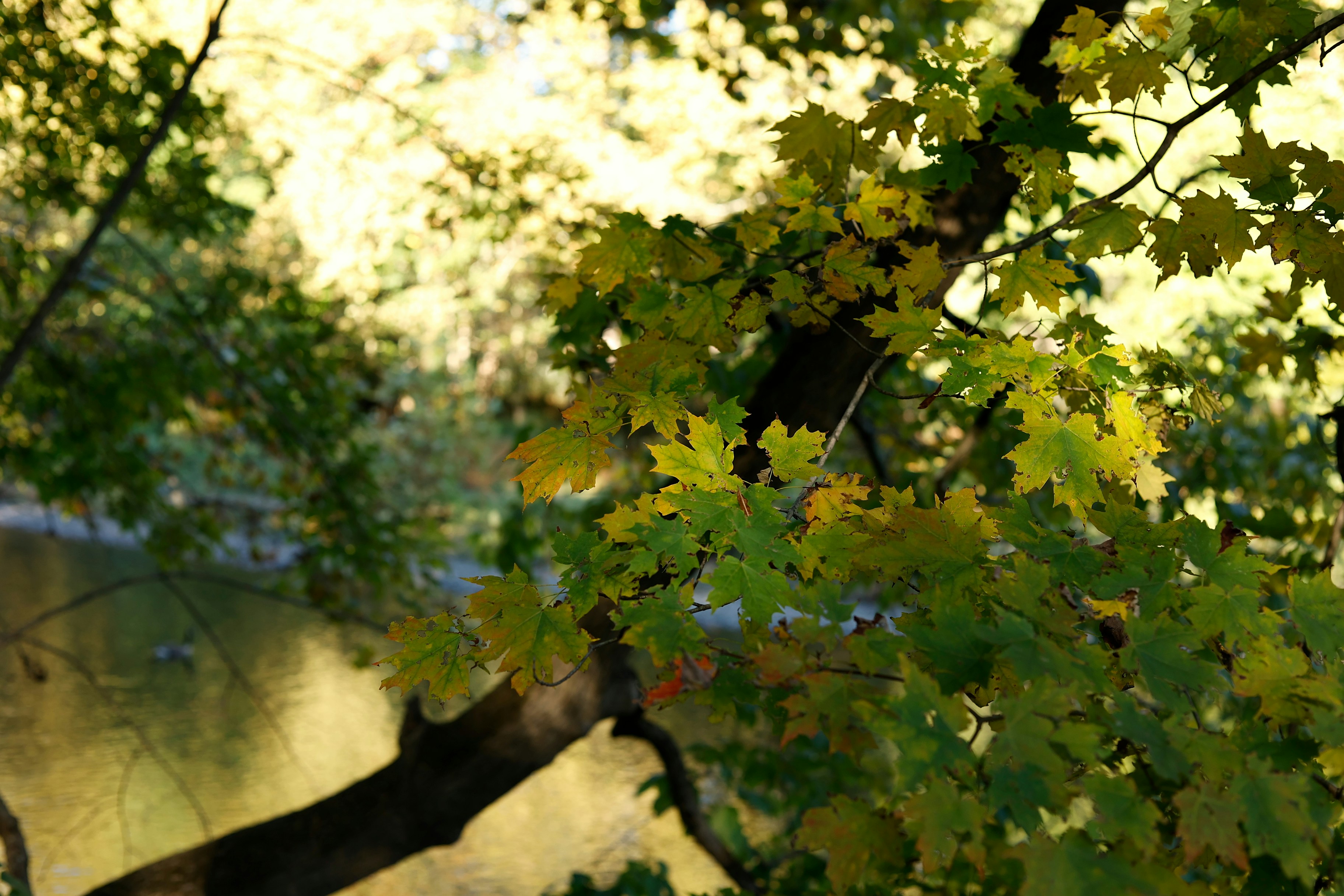 Photo by sherebiahtishbi