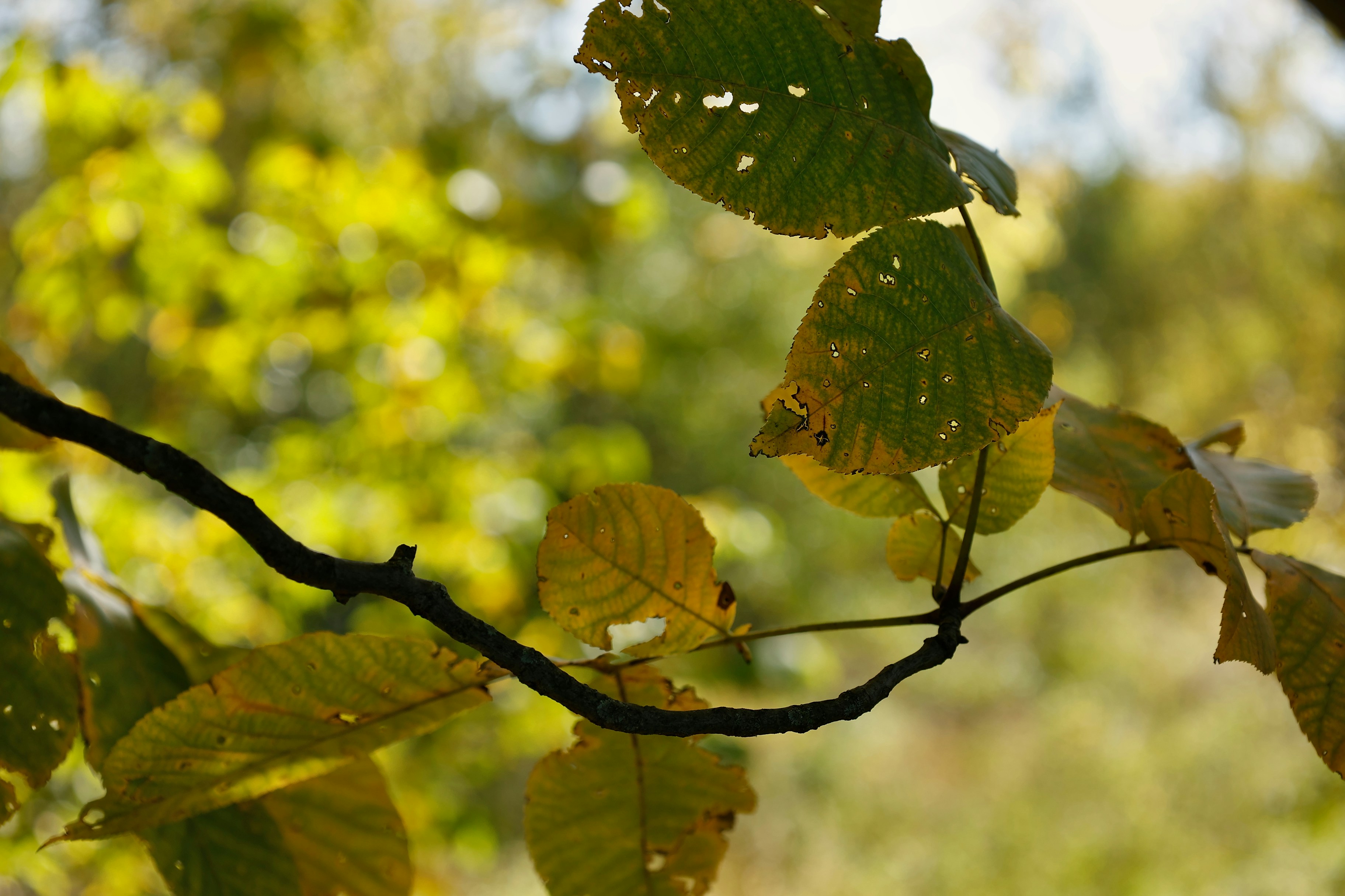 Photo by sherebiahtishbi