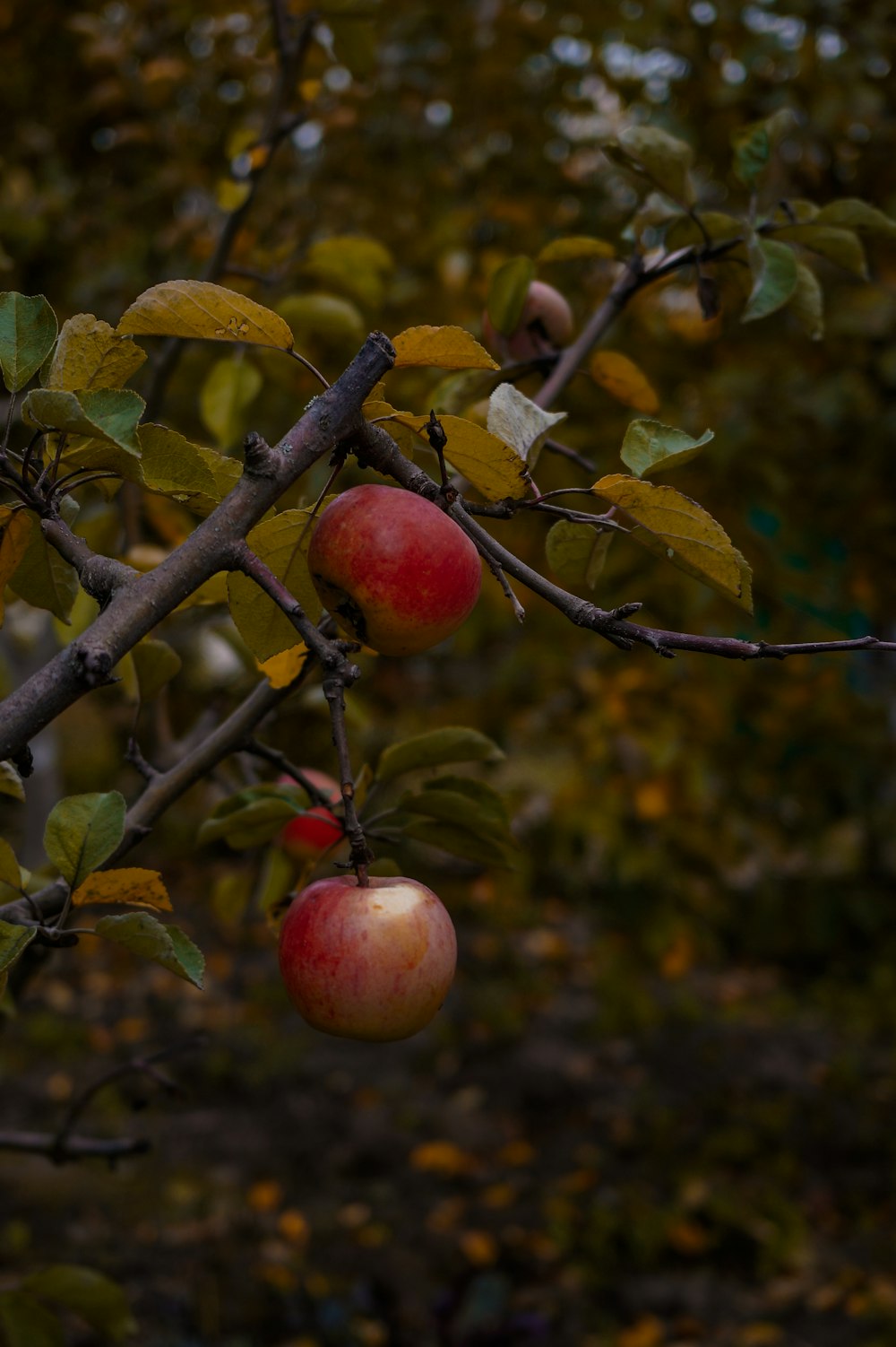 apples on a tree