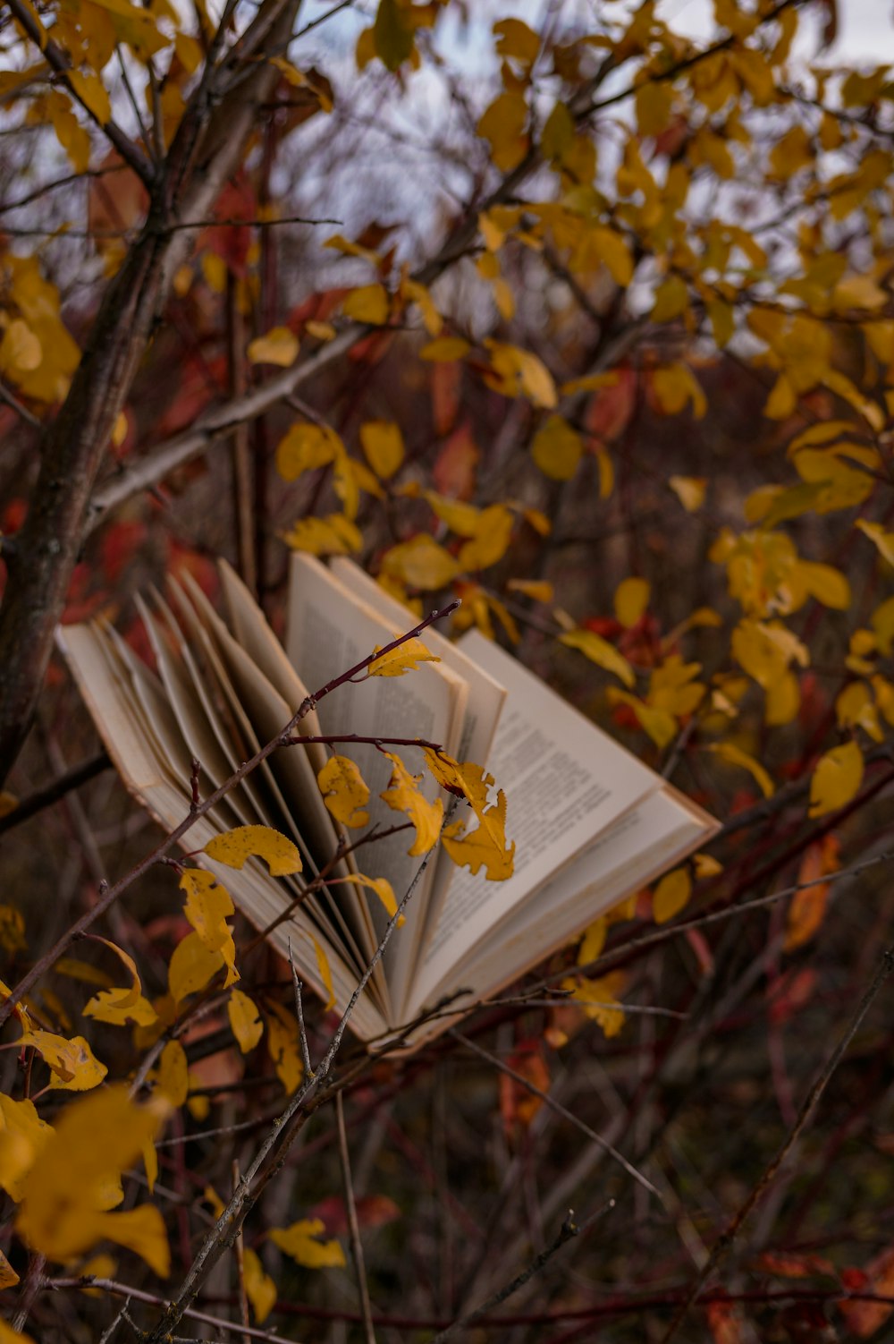 a book in a tree