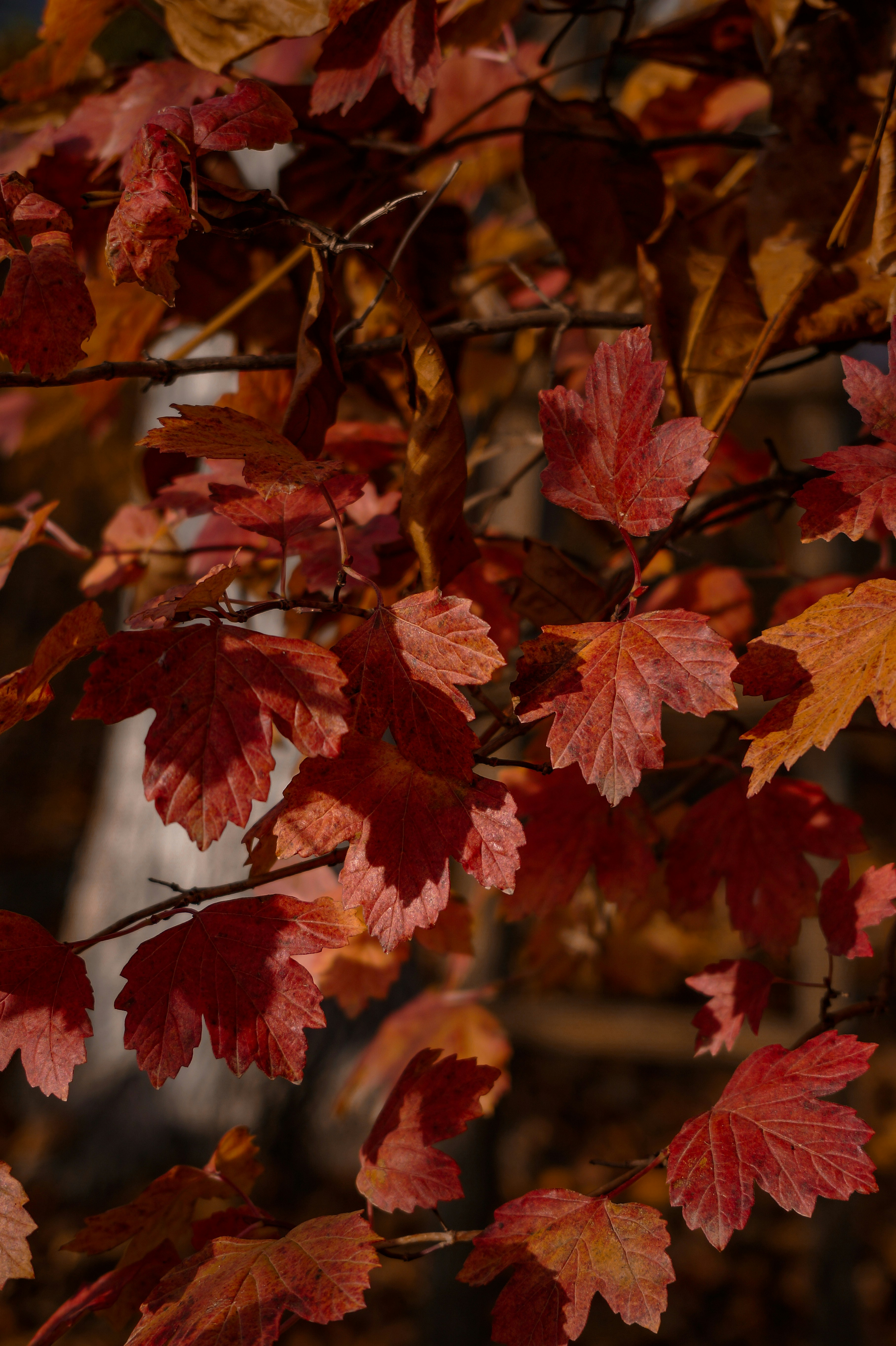 Photo by valentine_ivanova