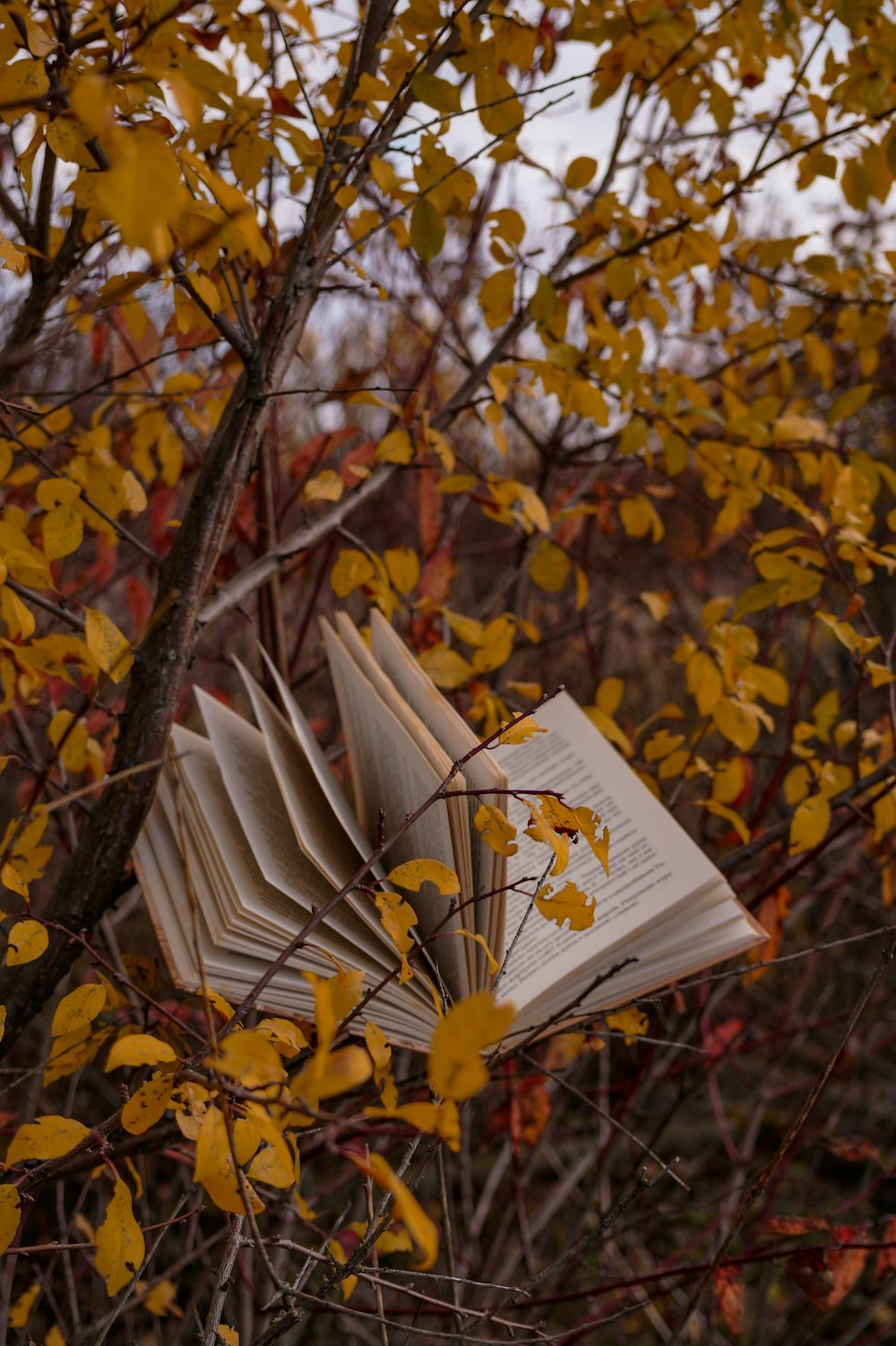 a white sign in a tree