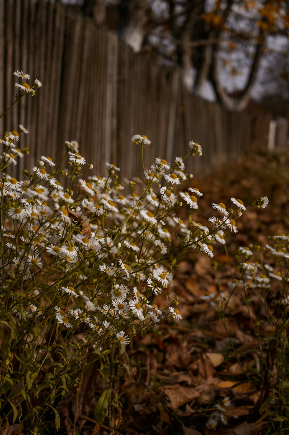 a close up of some plants