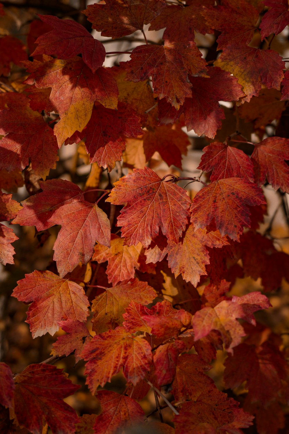 a group of red leaves