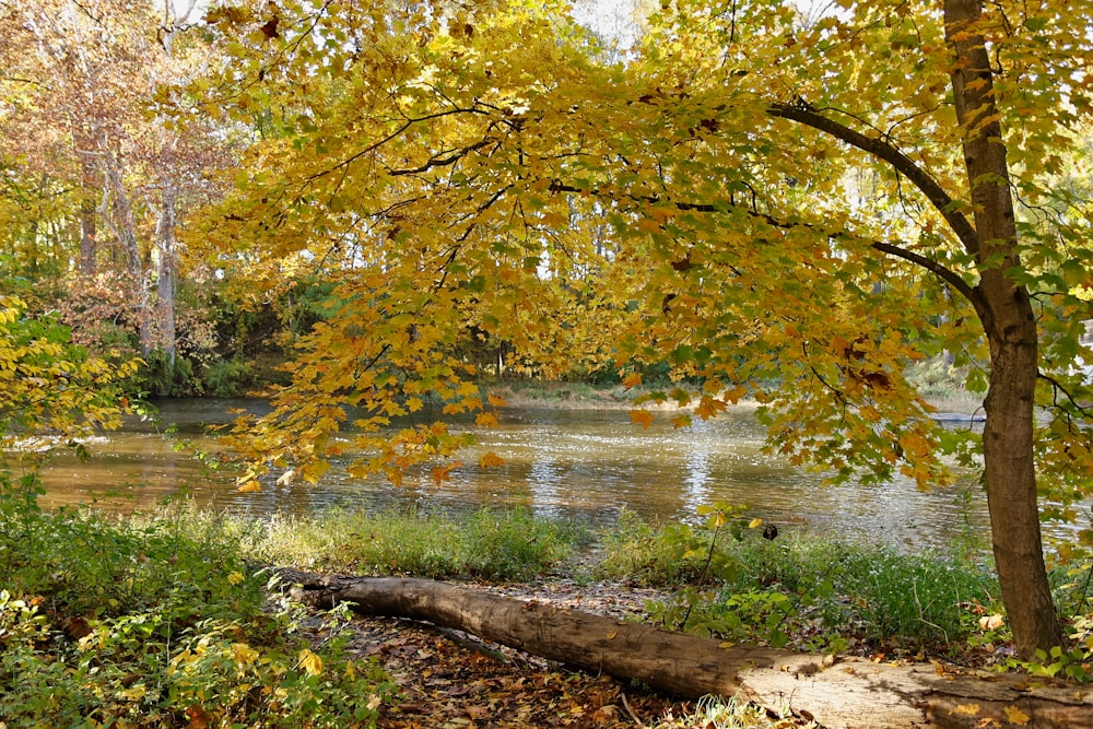 a river with trees and plants around it