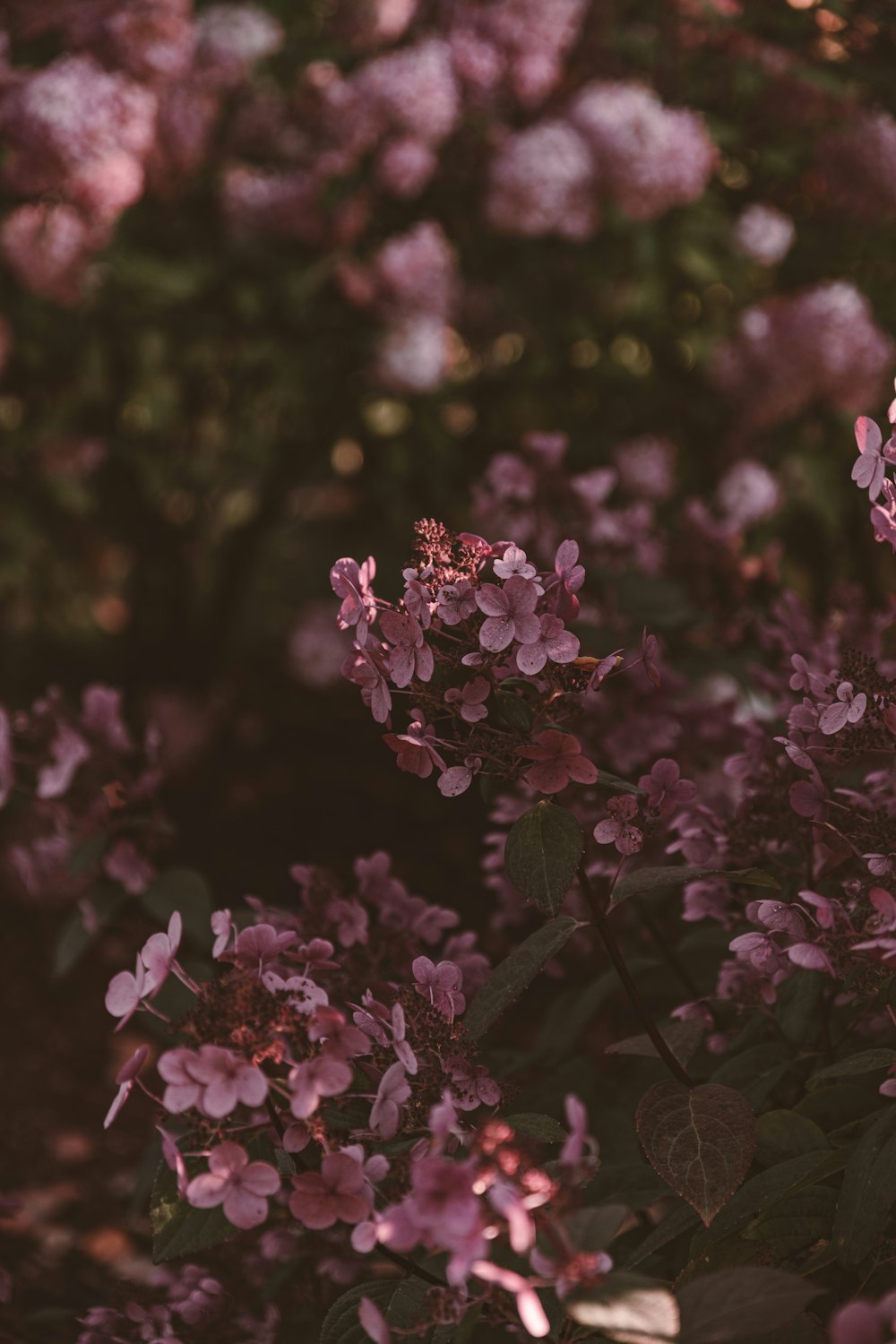 a close up of some flowers