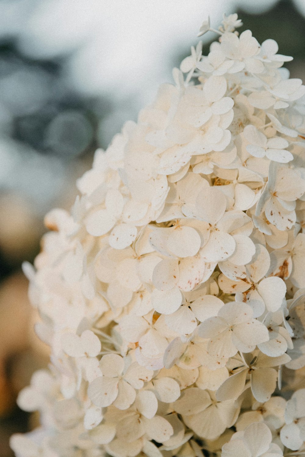 a close up of a white flower