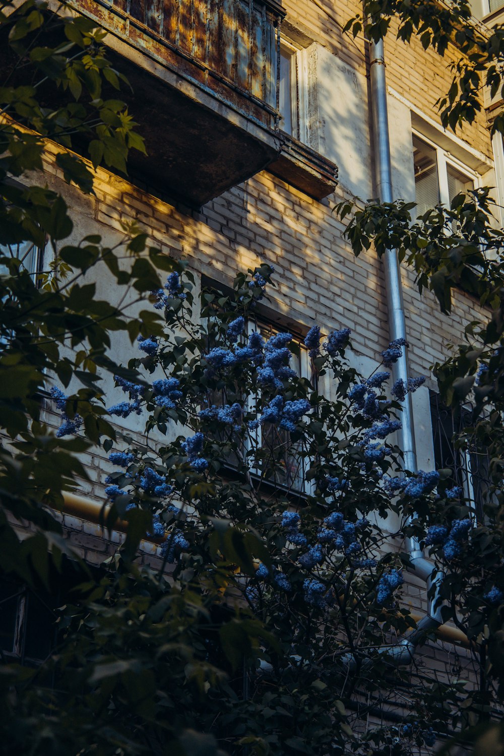 a tree with blue flowers