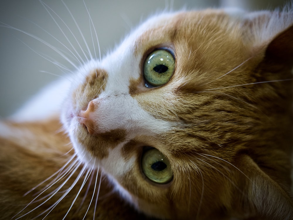 a close up of a cat