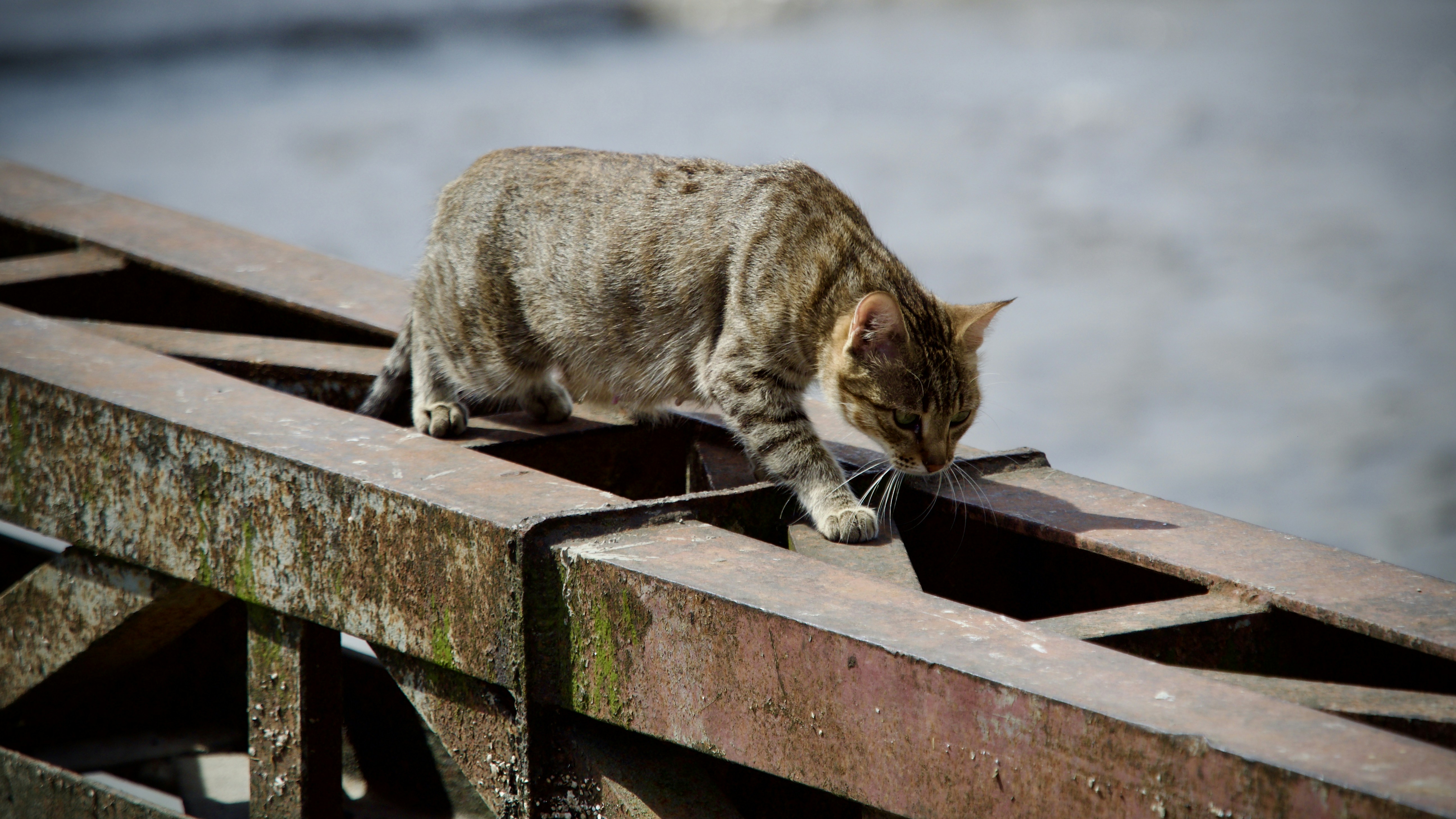 The Fishing Cat's Wetland Wisdom (image credits: unsplash)