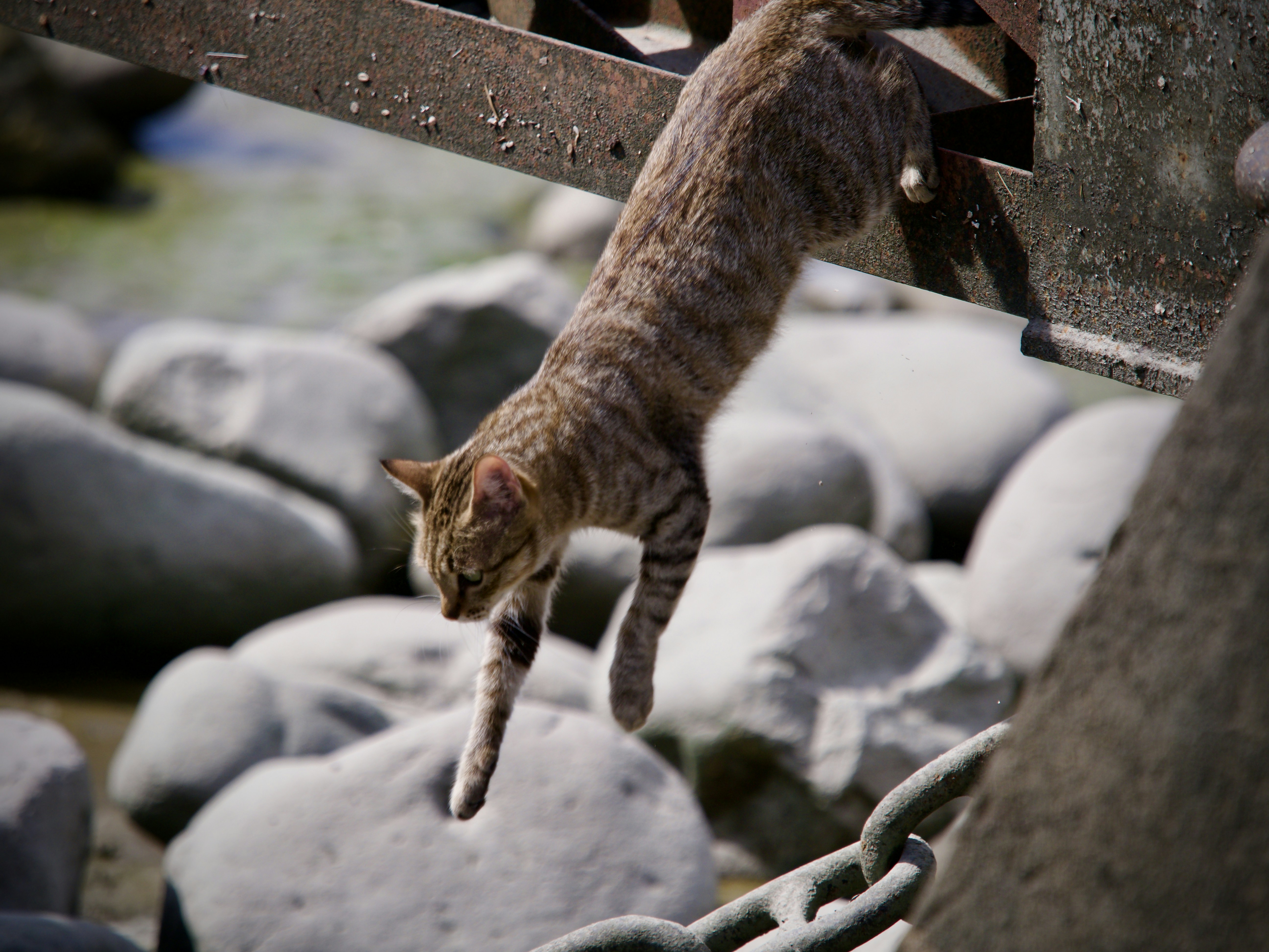 5 Cat Wall Bridges Layouts that Encourage Natural Movement