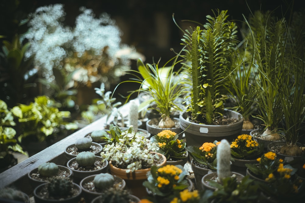 a group of plants in pots