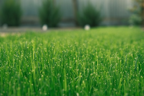 a close-up of some grass