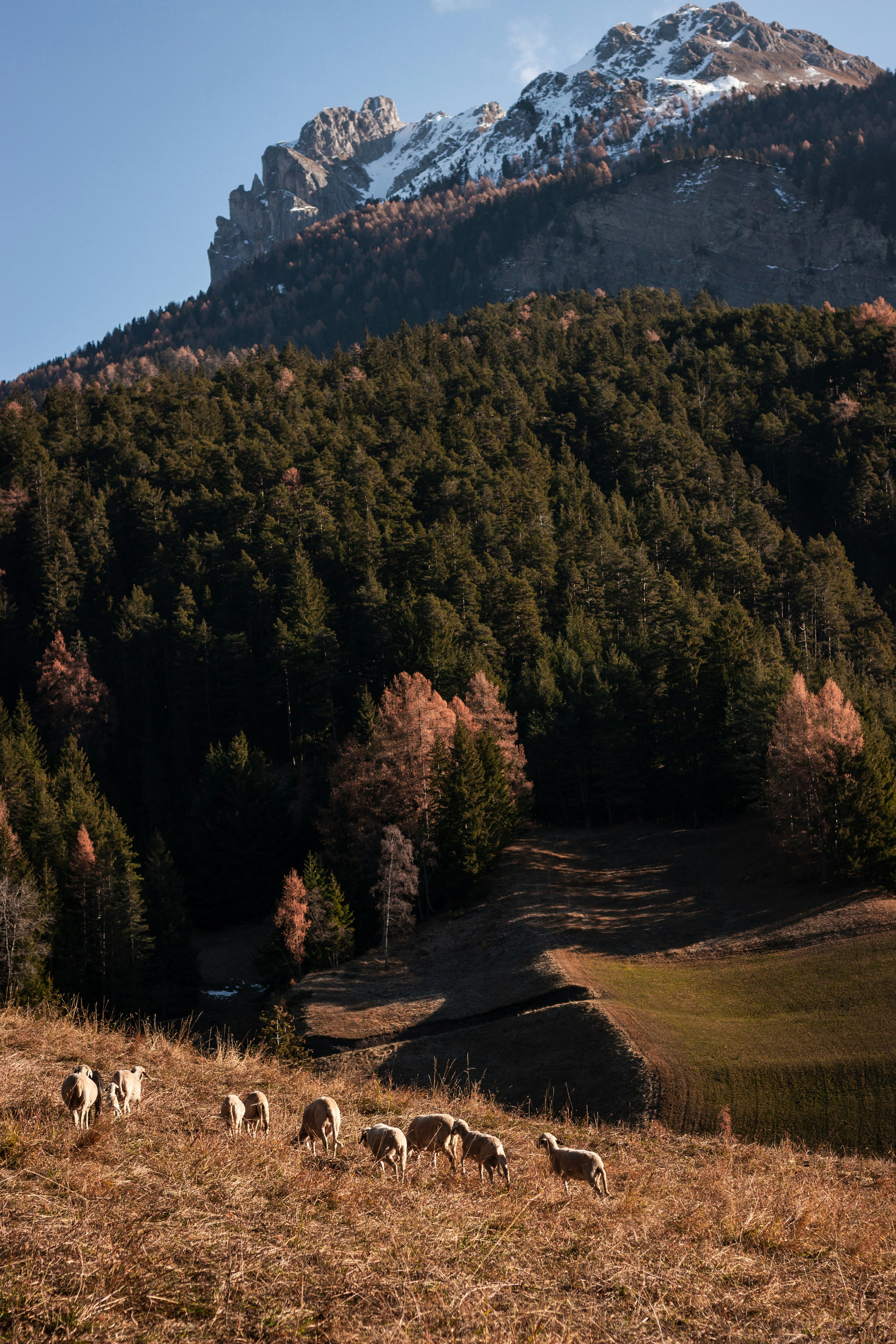 a group of animals in a field