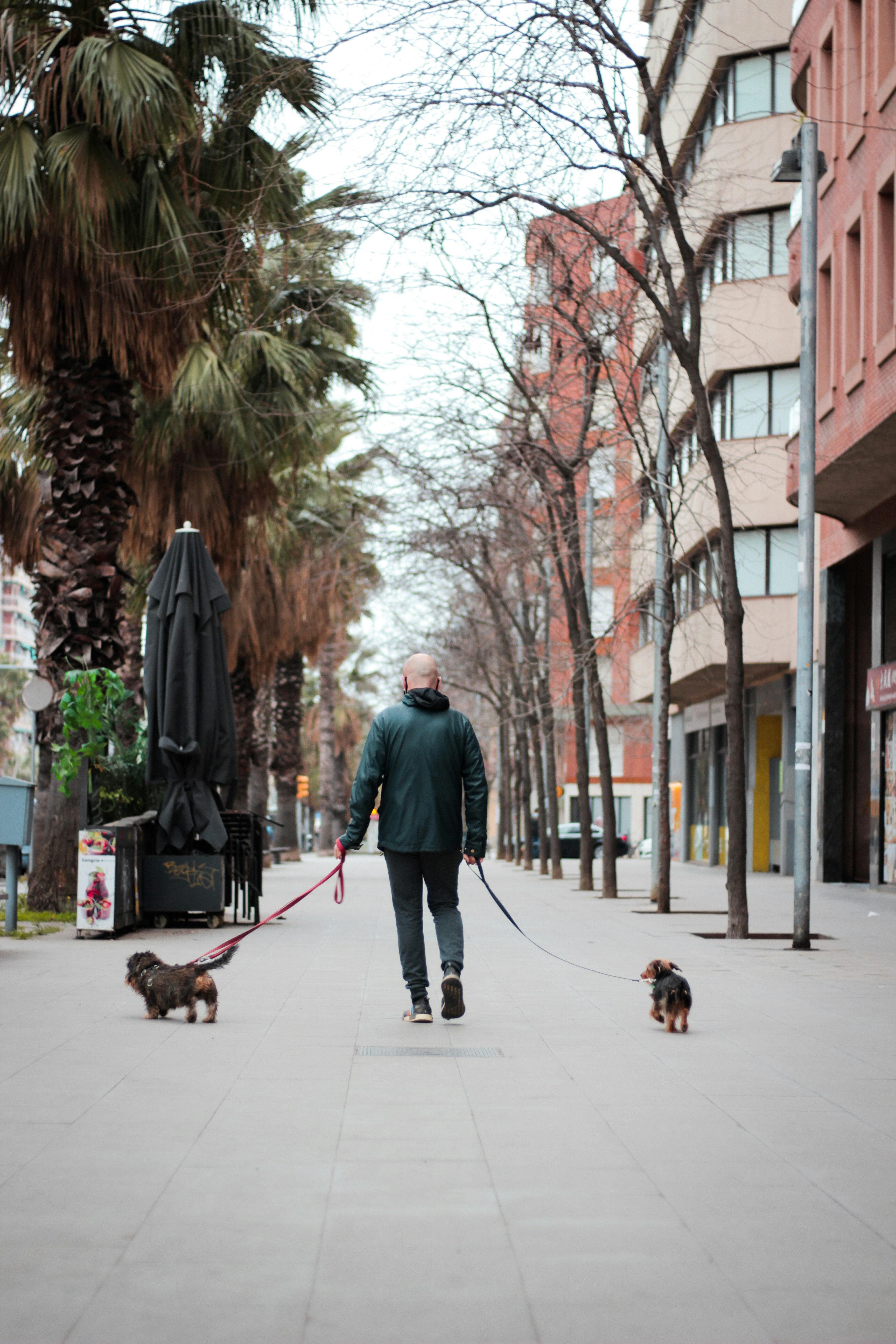 a person walking a dog on a leash