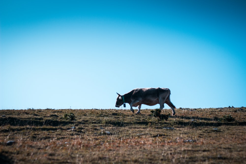 a cow walking on a hill
