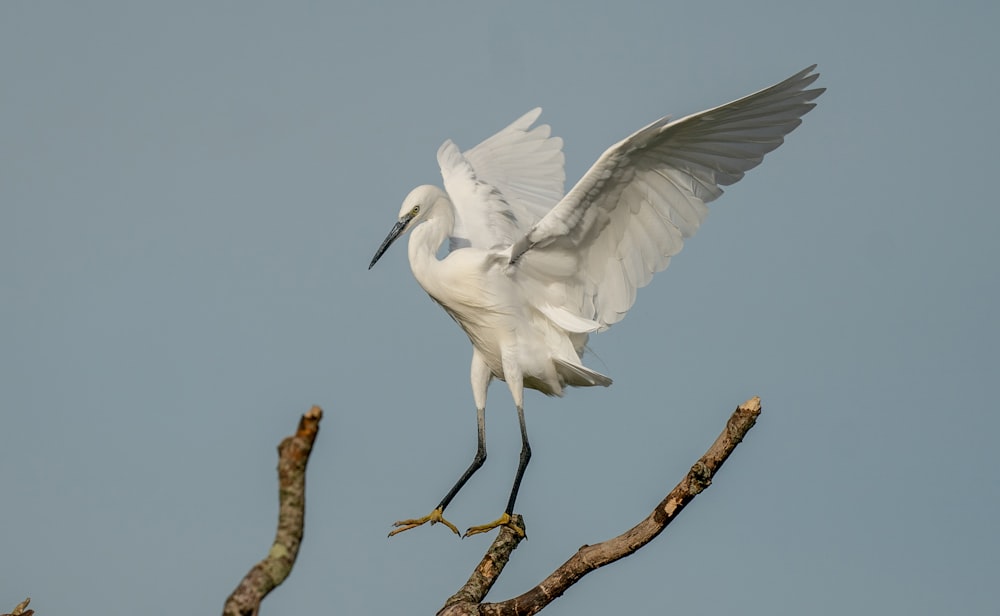 a bird with its wings spread