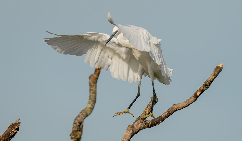 a white bird with a long beak