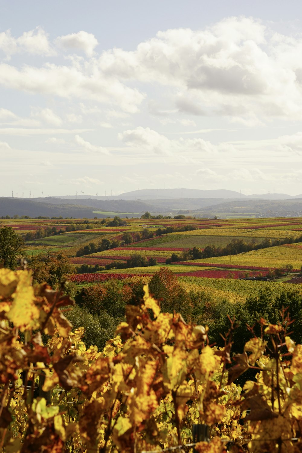 a field of plants with mountains in the background