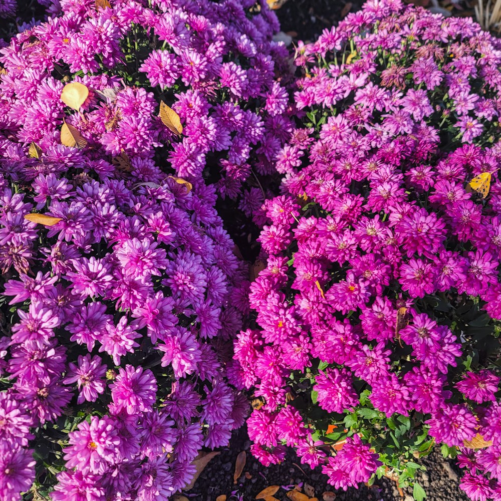 a group of purple flowers