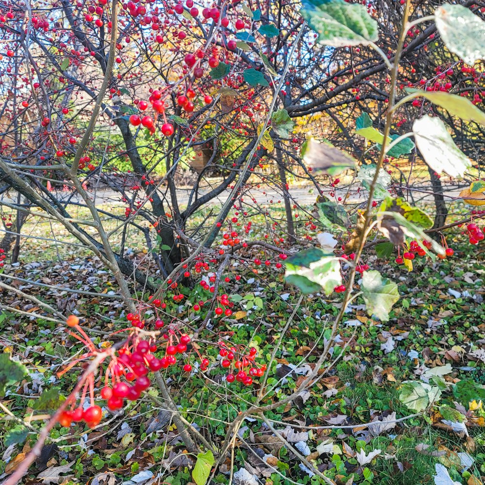 a bush with red berries