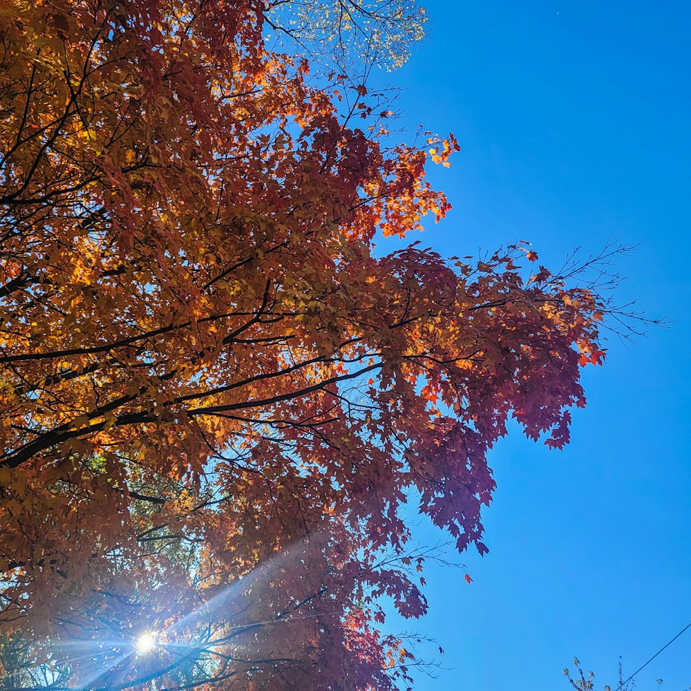 a tree with orange leaves