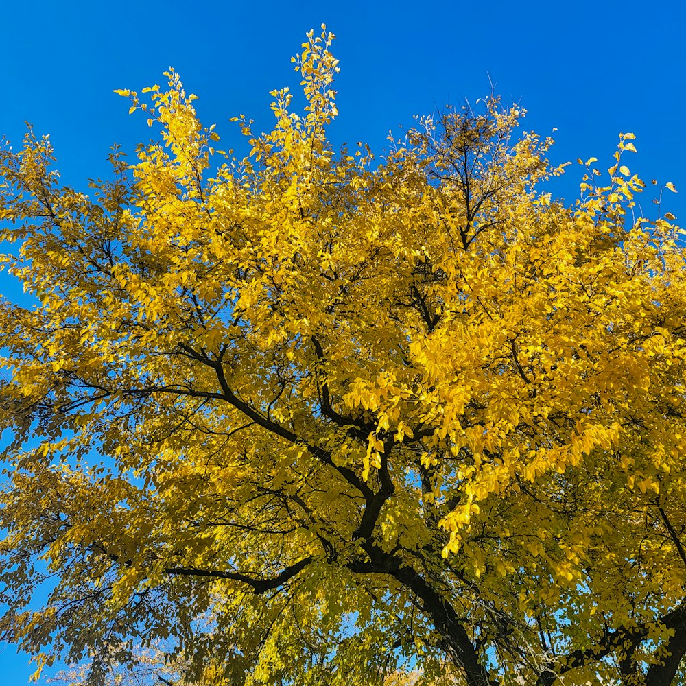 a tree with yellow leaves