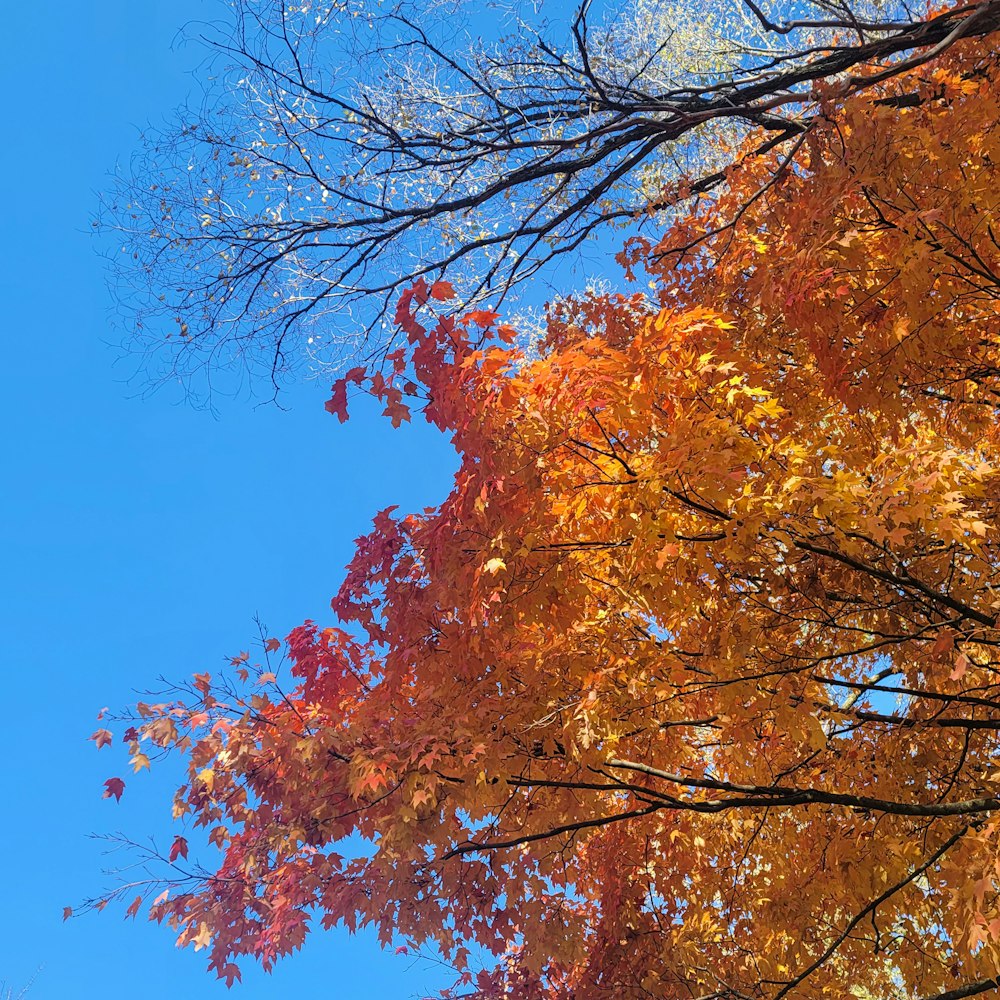 a tree with orange leaves