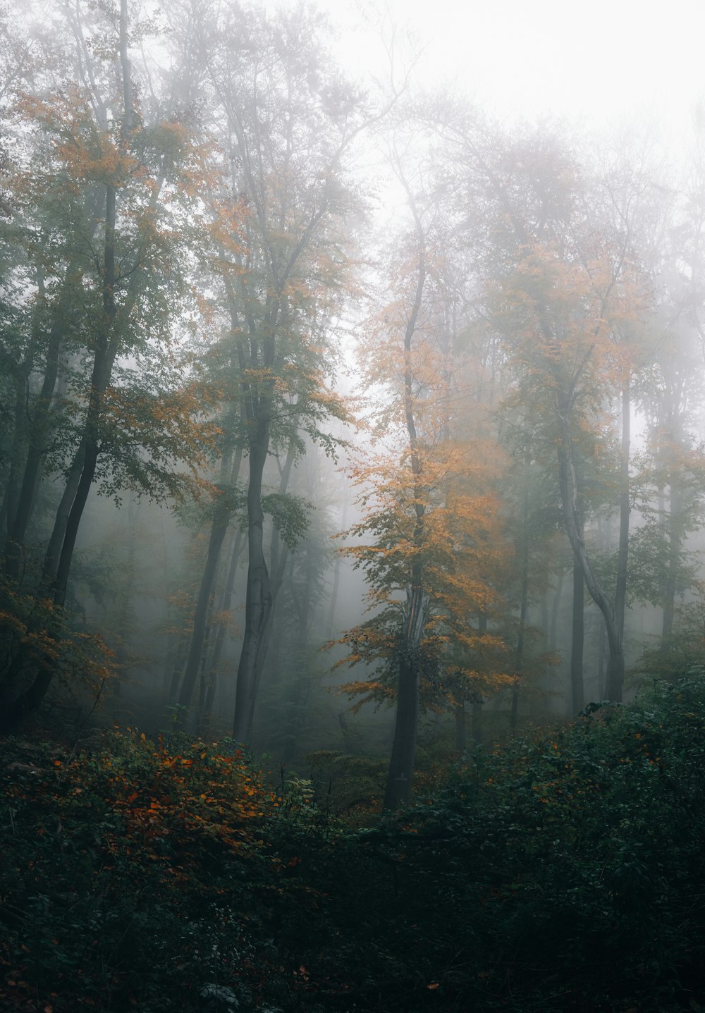 a forest with trees and fog