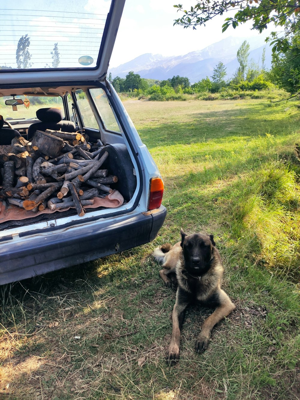 a dog sitting next to a car with a grill and a fire in the back