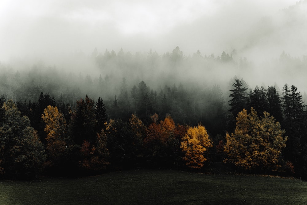 a forest of trees