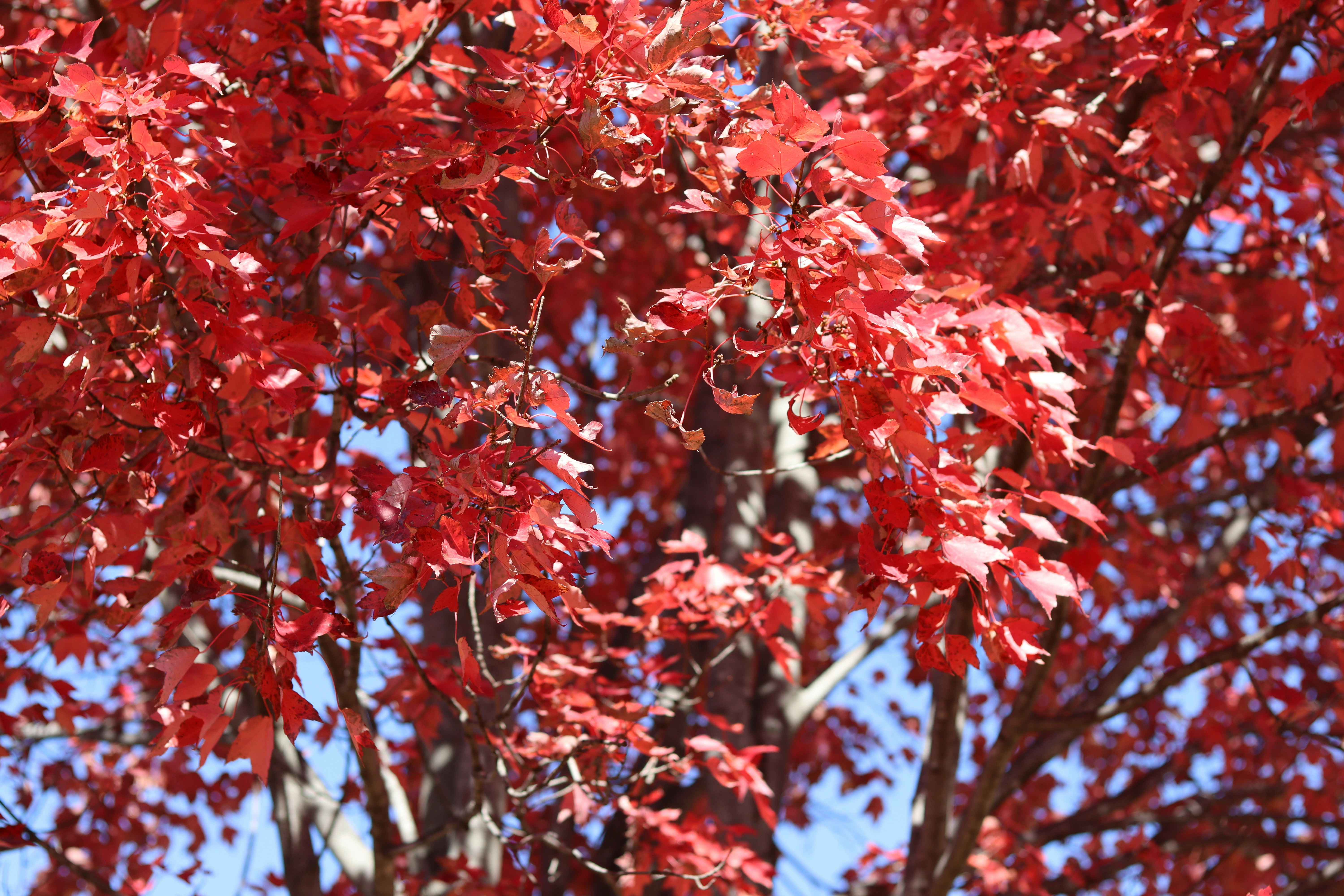 ディック・ヴァン・ダイクさん、100歳のお誕生日を迎える：コメディ界のレジェンドがドキュメンタリーで祝福