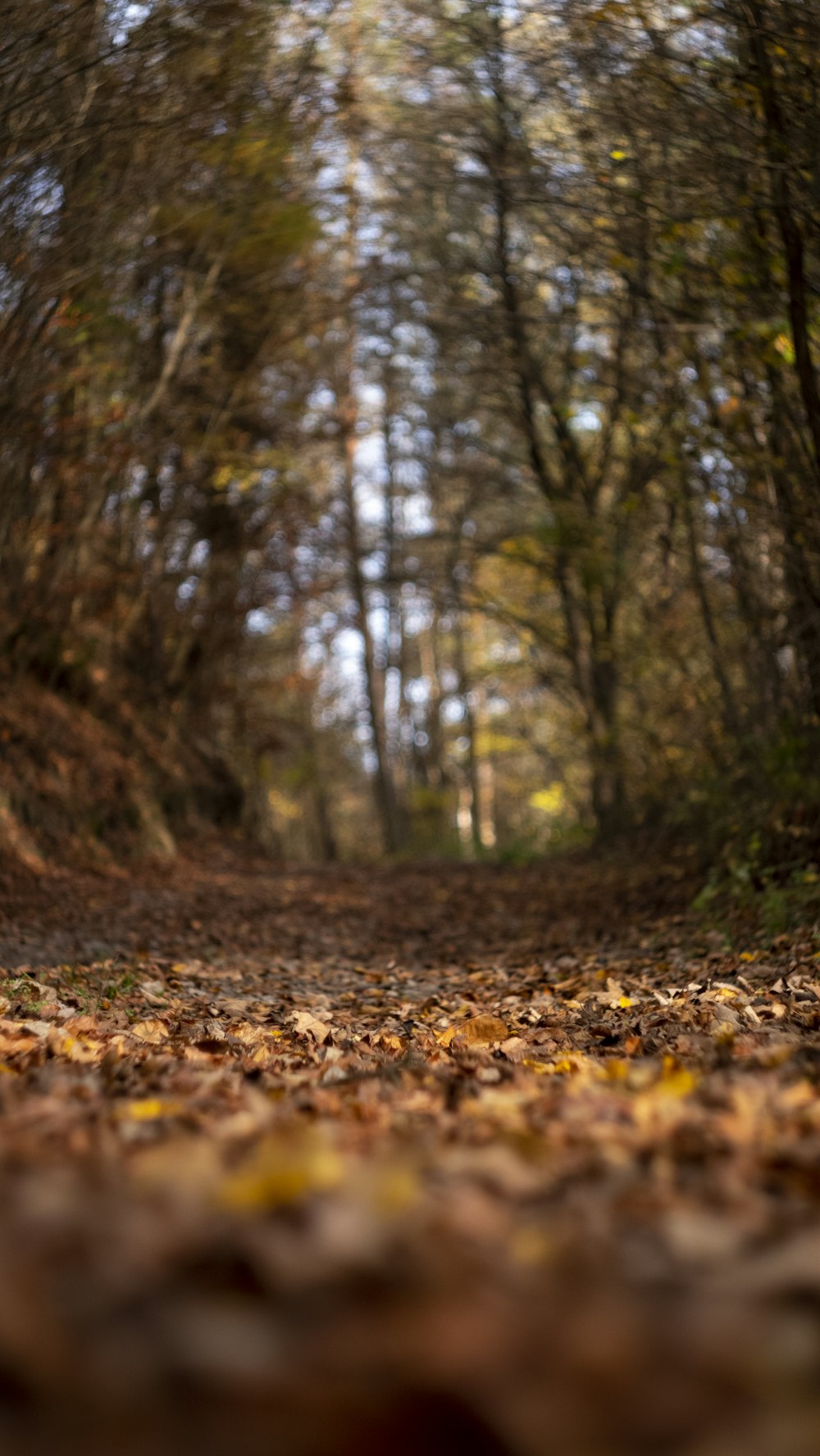 A path in the woods photo – Free Leaves Image on Unsplash