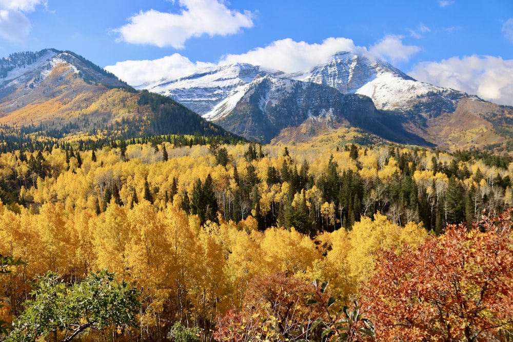 a forest of trees in front of mountains and snow covered mountains