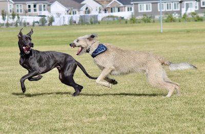 two dogs running in a field