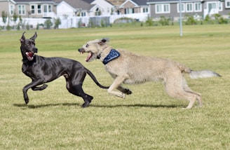 two dogs running in a field