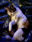 A relaxed cat lounging on a colorful blanket, dressed in a unique, comfy outfit.