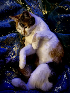 A relaxed cat lounging on a colorful blanket, dressed in a unique, comfy outfit.
