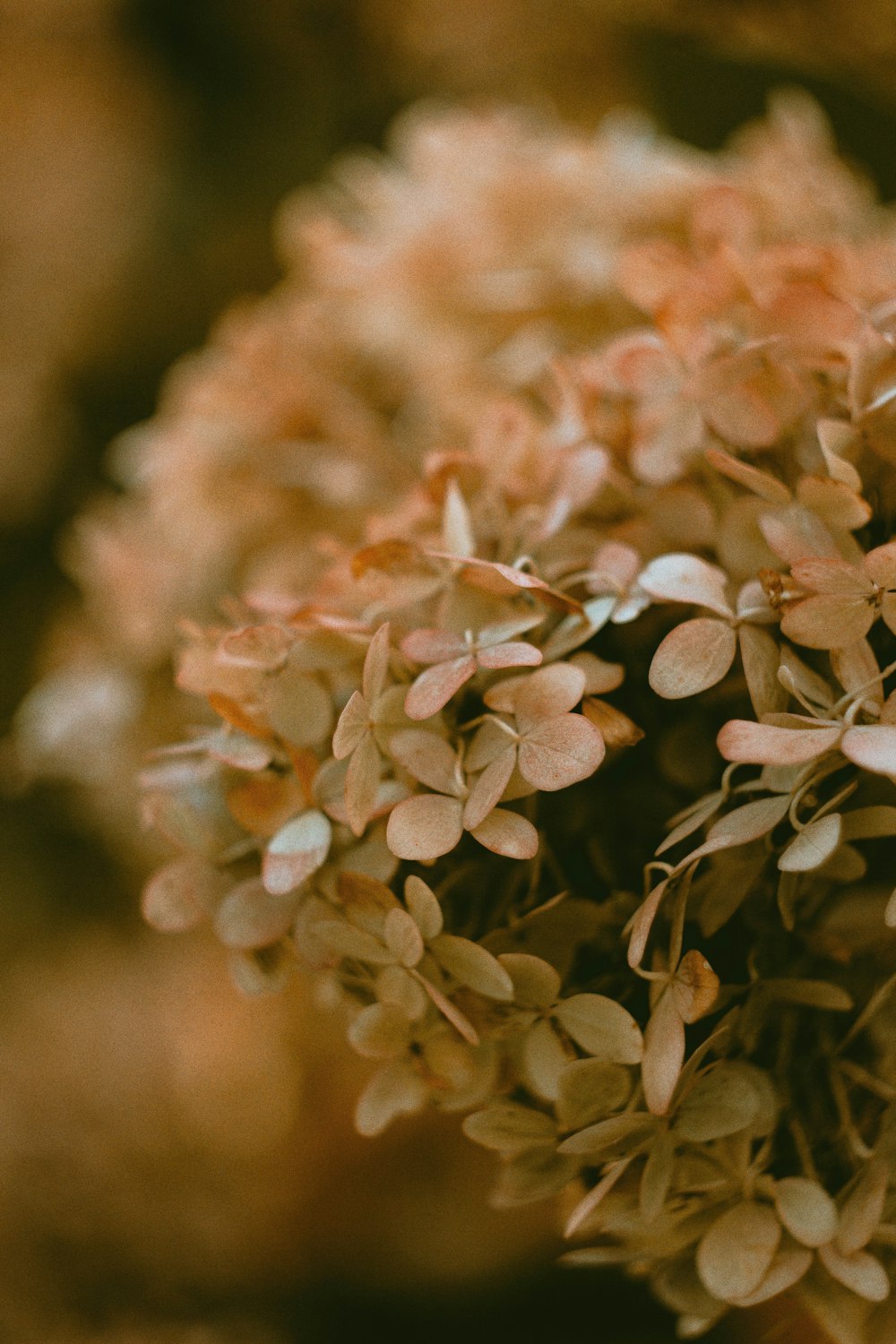 close up de uma planta