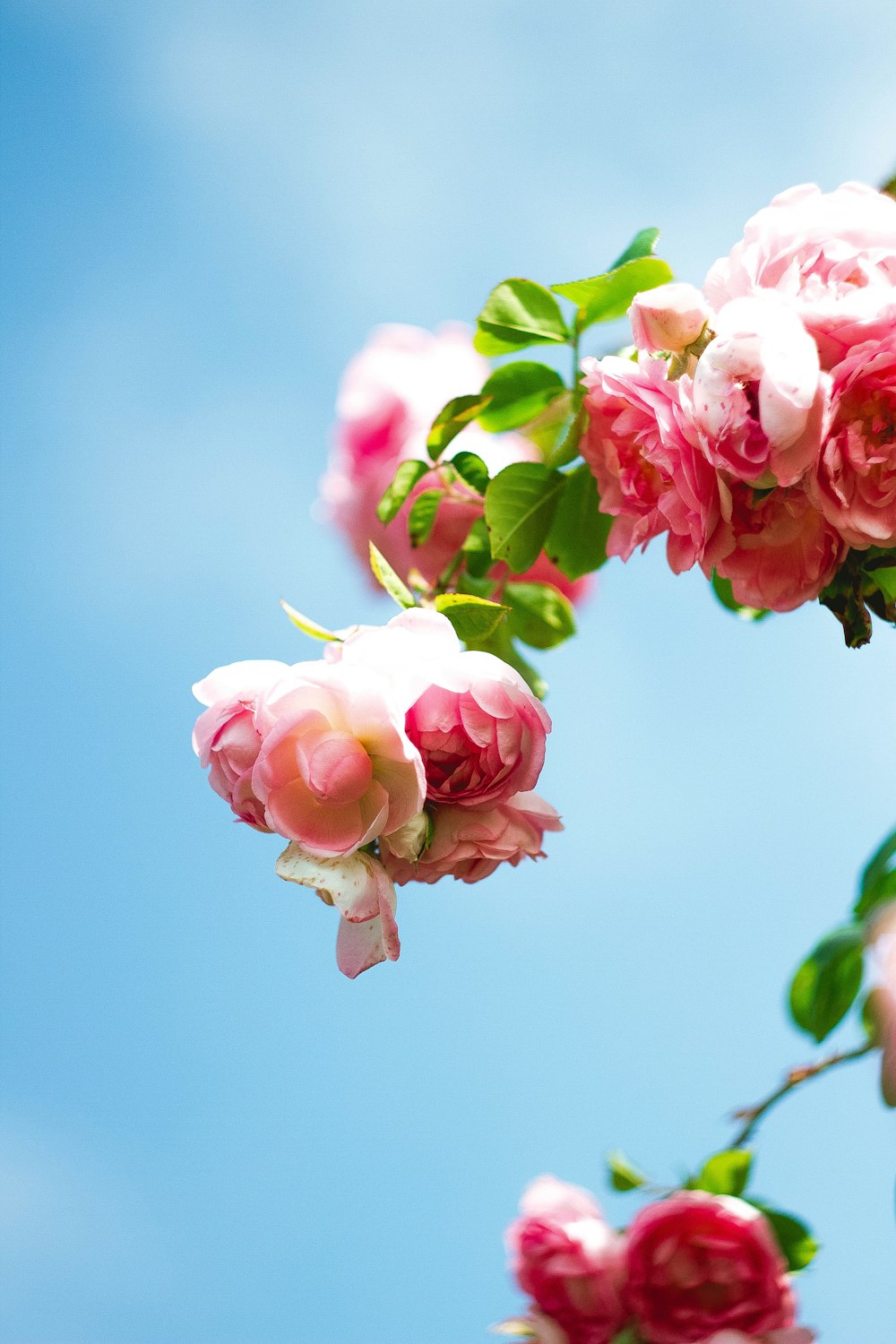 a close up of some flowers