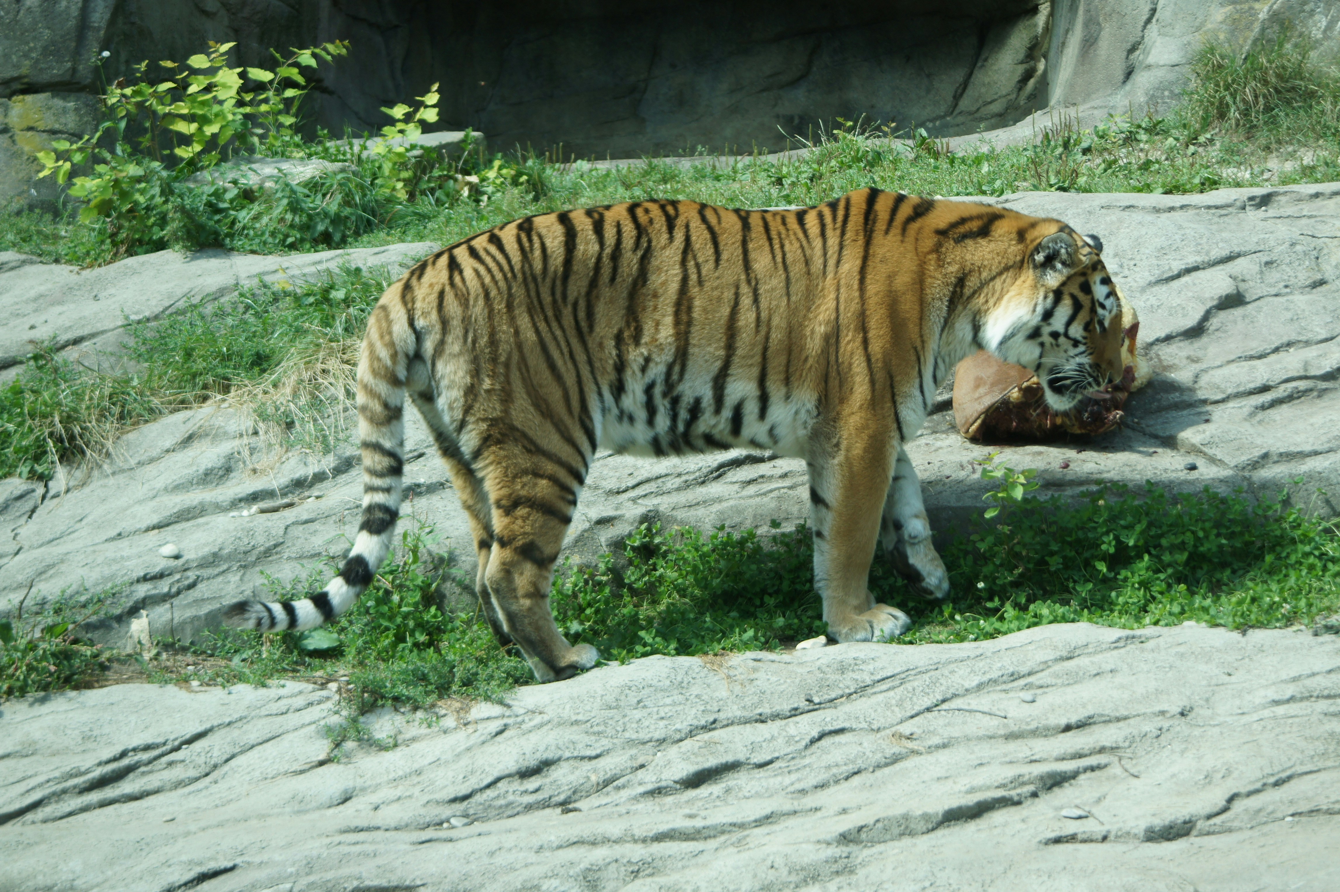 China Tiger New Brighton Mn Menu