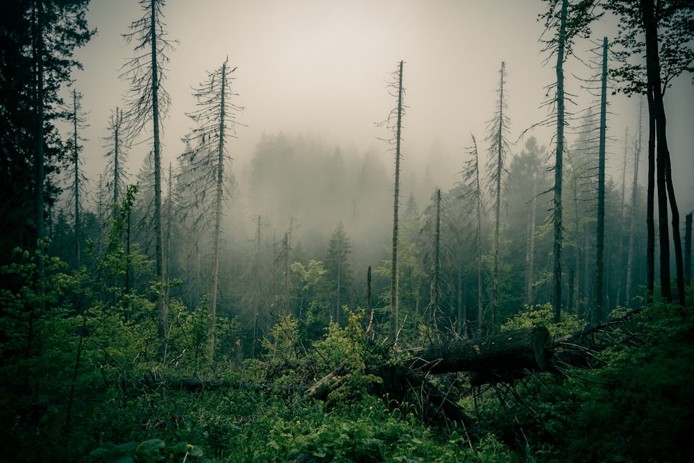 a forest with fog