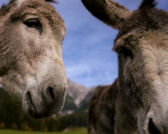 Two donkeys with fuzzy gray fur are seen up close against a background of a blue sky and mountains.