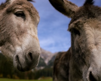 Two donkeys with fuzzy gray fur are seen up close against a background of a blue sky and mountains.