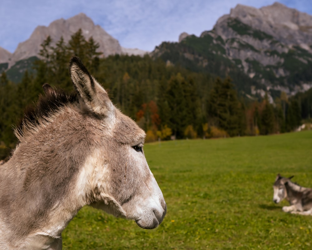 a donkey in a field